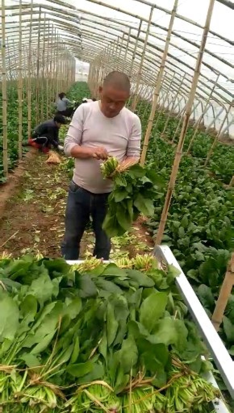 河北精品大叶菠菜，25~30厘米，万亩蔬菜基地直供。