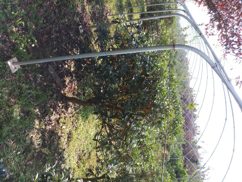 桂花柠檬橘子柚子金桔树
