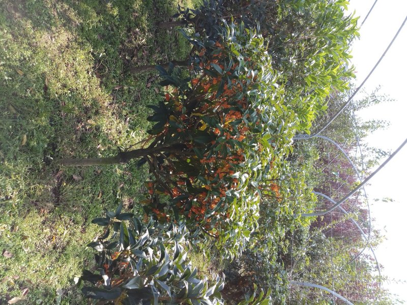 桂花柠檬橘子柚子金桔树