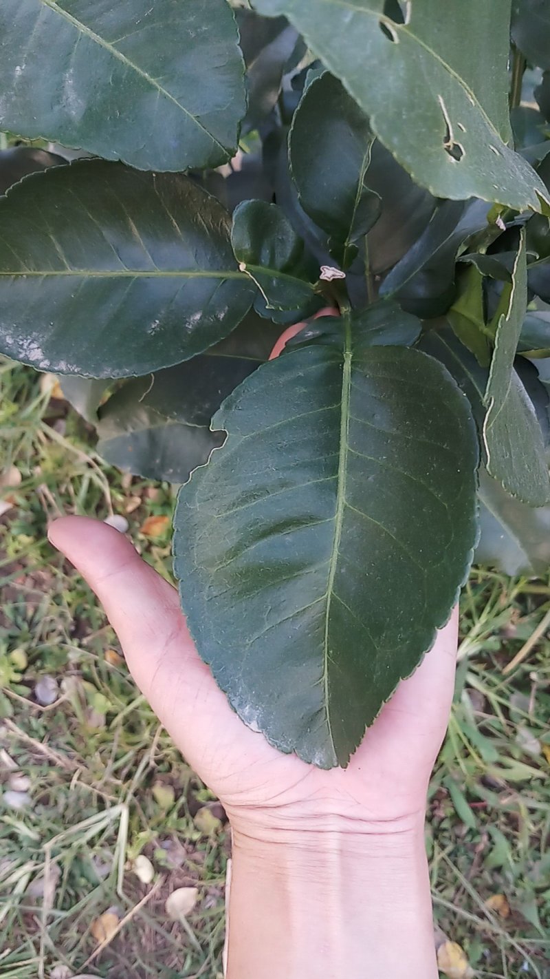 桂花柠檬橘子柚子金桔树