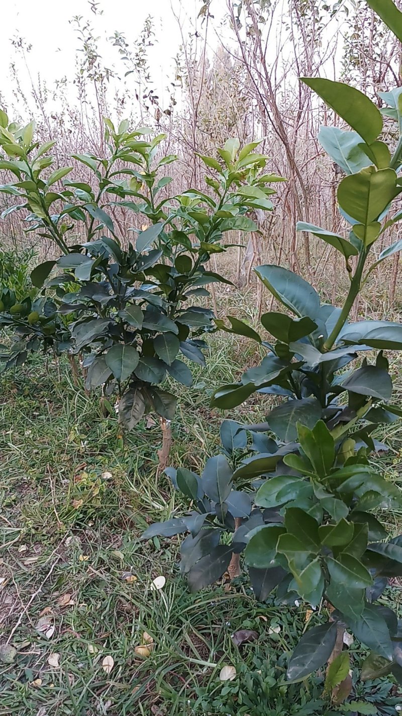 桂花柠檬橘子柚子金桔树