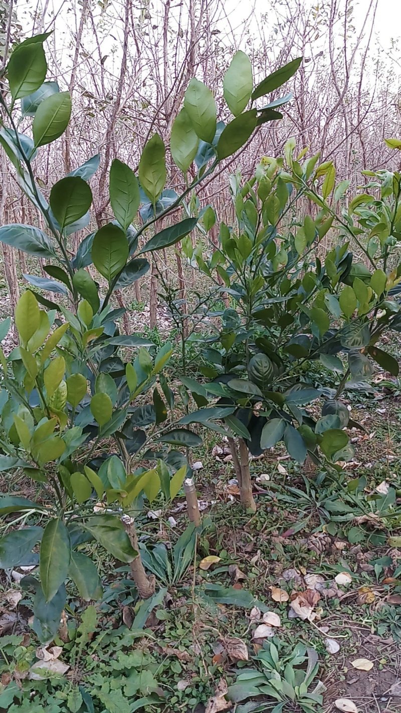 桂花柠檬橘子柚子金桔树