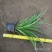 金边吊兰净化空气吸甲醛植物耐摆植物