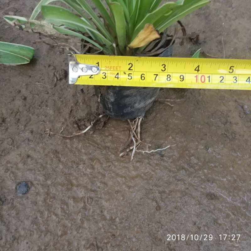 金边吊兰净化空气吸甲醛植物耐摆植物