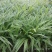 金边吊兰净化空气吸甲醛植物耐摆植物
