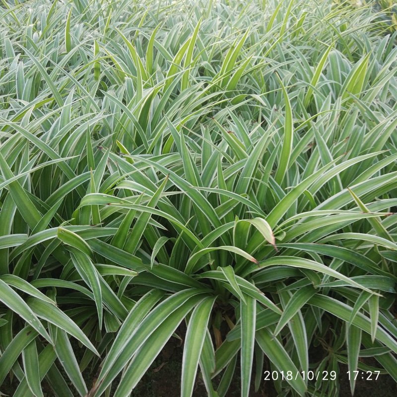 金边吊兰净化空气吸甲醛植物耐摆植物