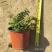 薜荔中药爬藤植物藤本植物棚顶围墙垂直绿化