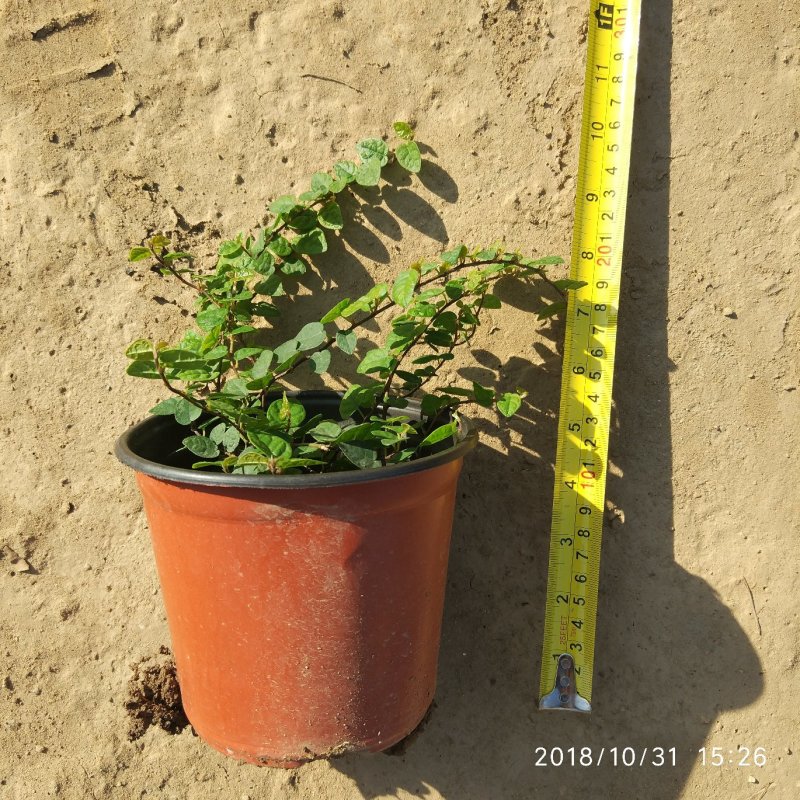 薜荔中药爬藤植物藤本植物棚顶围墙垂直绿化