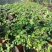 薜荔中药爬藤植物藤本植物棚顶围墙垂直绿化