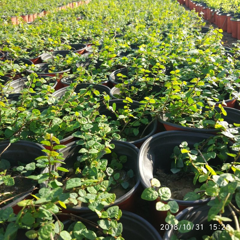 薜荔中药爬藤植物藤本植物棚顶围墙垂直绿化