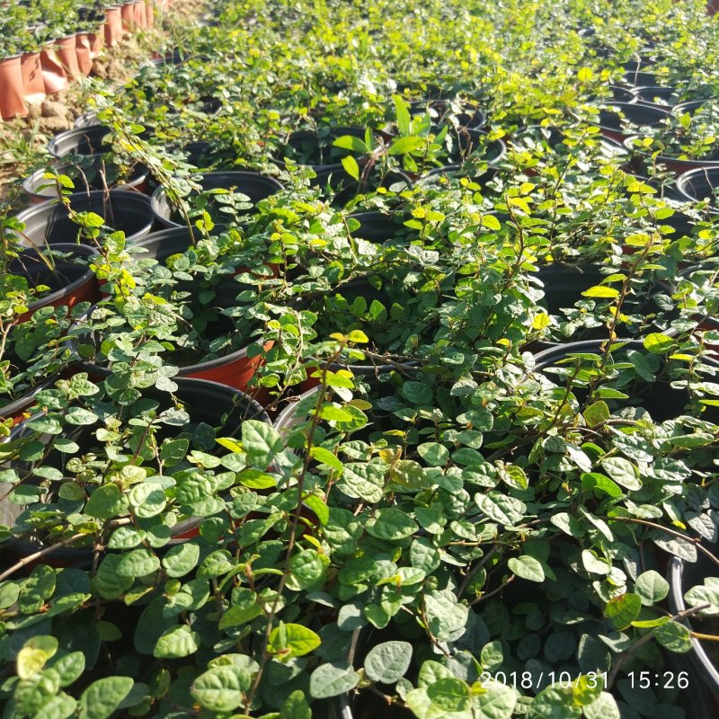 薜荔中药爬藤植物藤本植物棚顶围墙垂直绿化