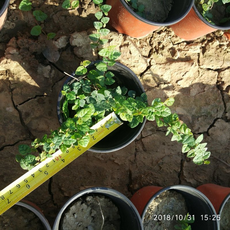 薜荔中药爬藤植物藤本植物棚顶围墙垂直绿化