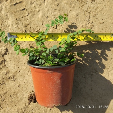 薜荔中药爬藤植物藤本植物棚顶围墙垂直绿化