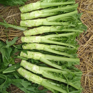 花叶棒菜（青棒薄皮）1.0斤以上