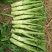花叶棒菜（青棒薄皮）1.0斤以上
