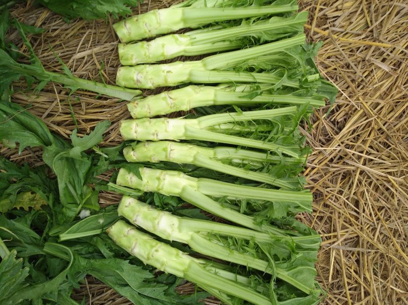 花叶棒菜（青棒薄皮）1.0斤以上