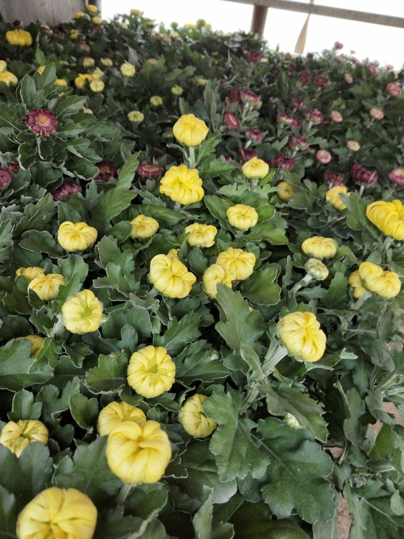 五颜六色的菊花