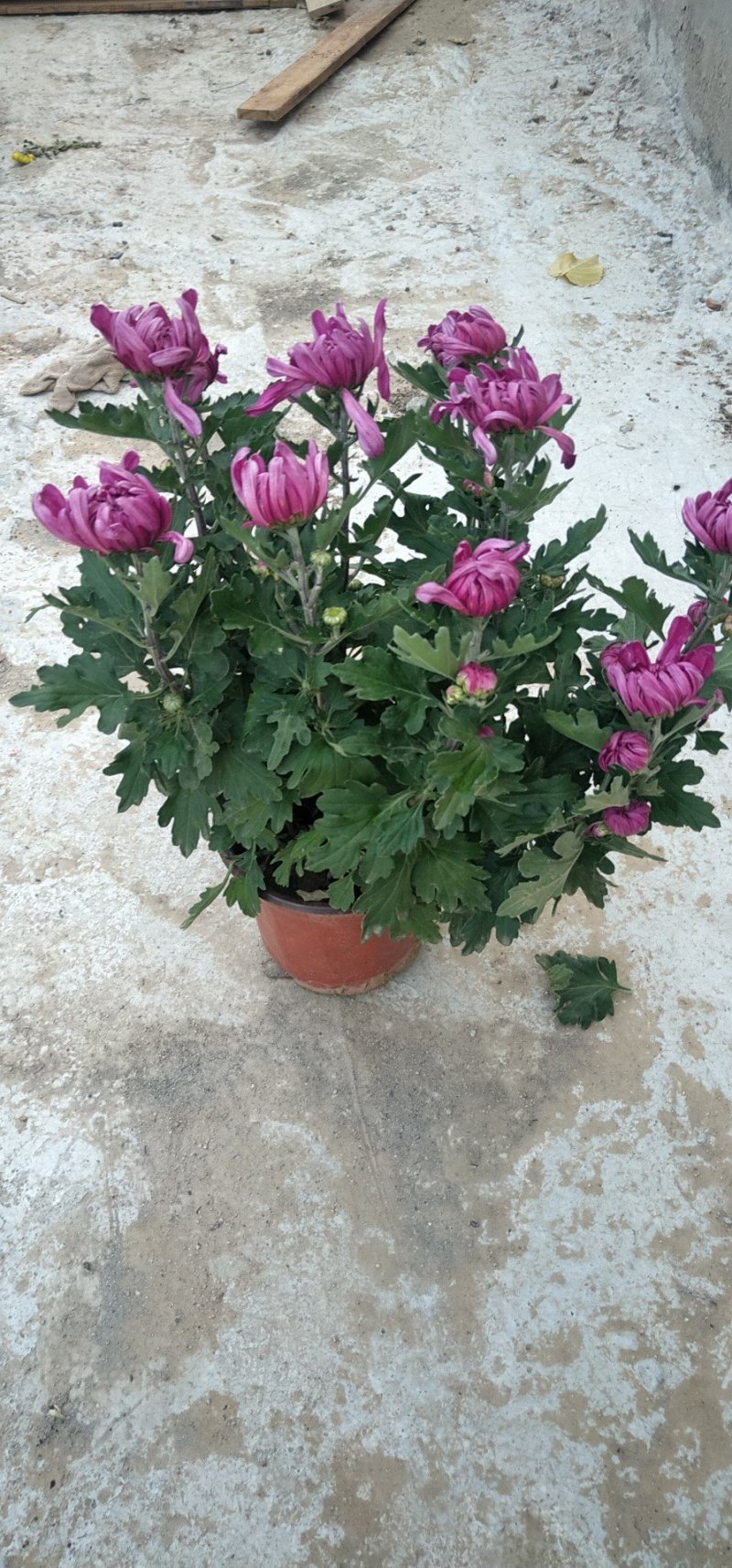 五颜六色的菊花
