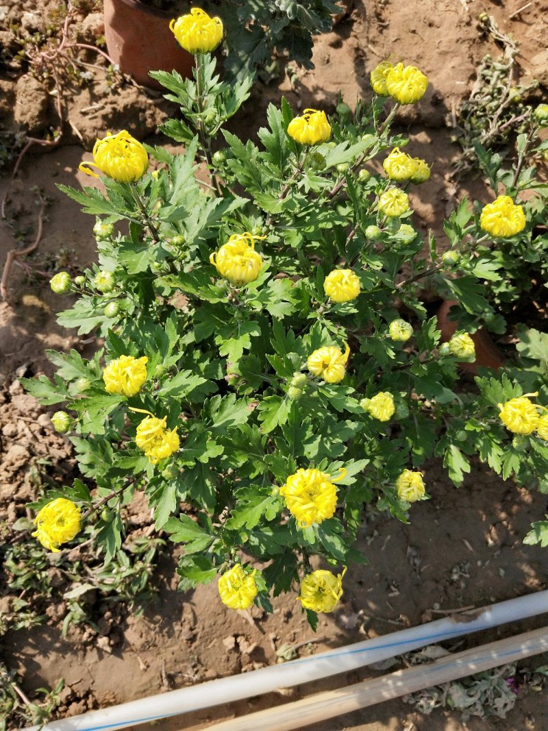 五颜六色的菊花