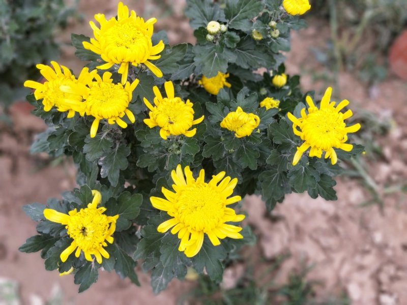 五颜六色的菊花
