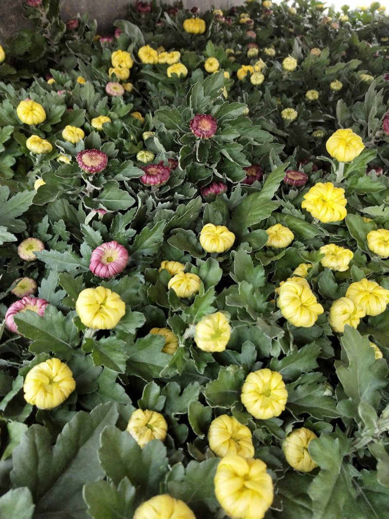 五颜六色的菊花