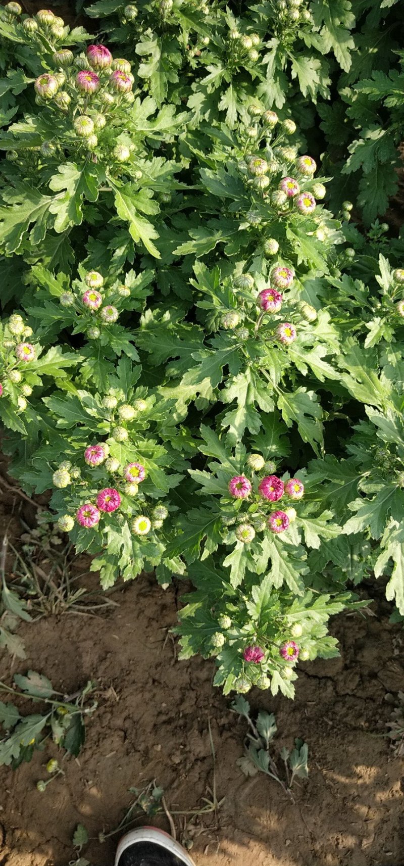 五颜六色的菊花