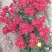 五颜六色的菊花