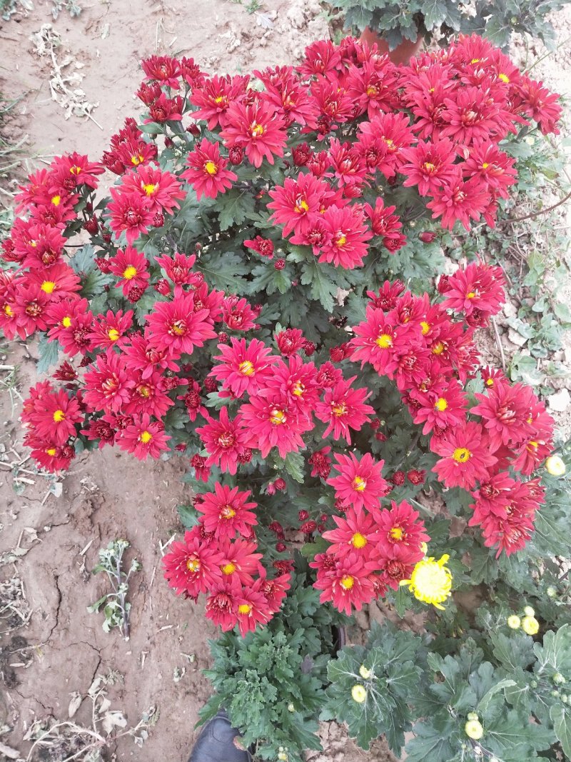 五颜六色的菊花