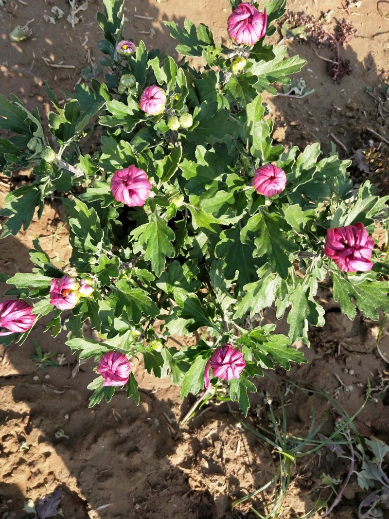五颜六色的菊花