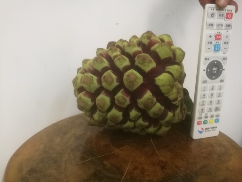 布福娜