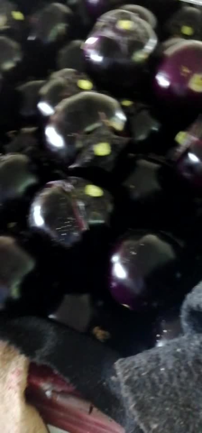 圆茄.大棚圆茄色泽黒亮.货源充足.…