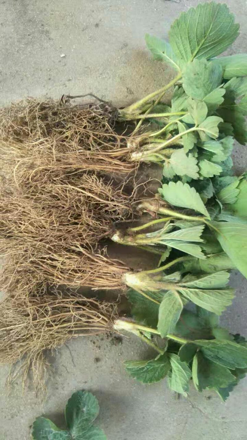 优质脱毒202甜查理宁玉丰香妙香法兰帝草莓苗
