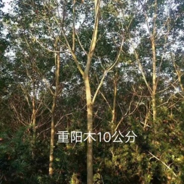 重阳木10公分重阳木小苗