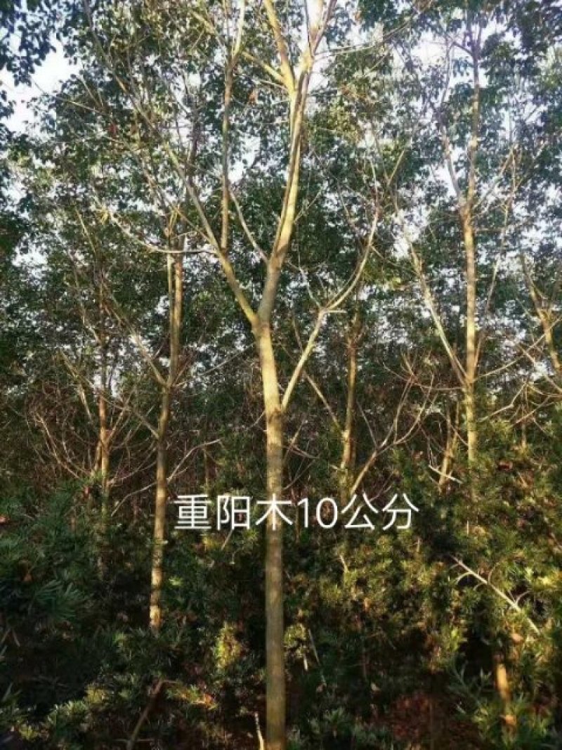 重阳木10公分重阳木小苗