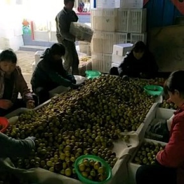 沾化冬枣