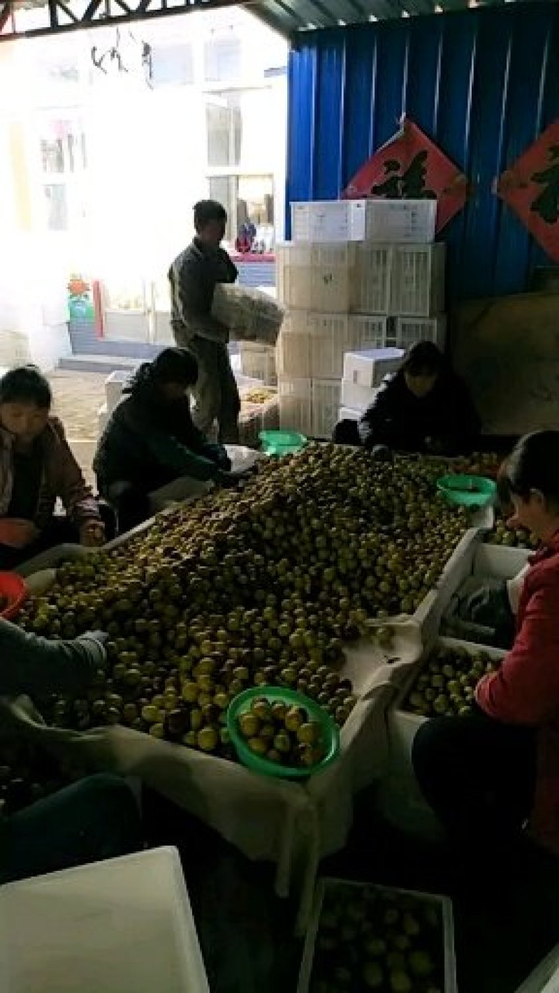 沾化冬枣