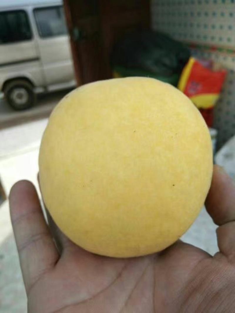 供应优质品种桃树苗80cm以上，昌黎产地直发，质量保证