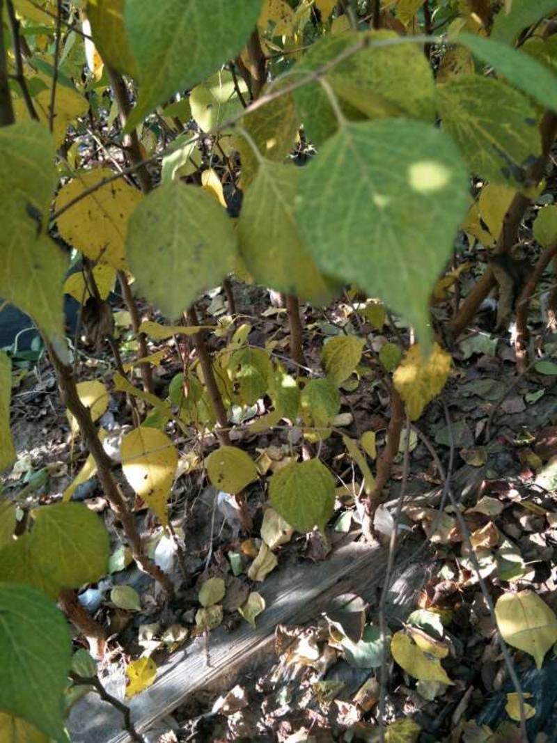 供应优质品种桃树苗80cm以上，昌黎产地直发，质量保证