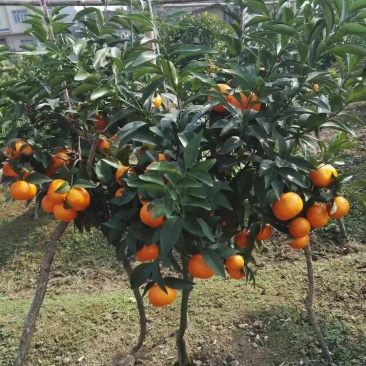 柑桔苗沃柑杯苗沃柑营养袋苗无核沃柑苗沃柑移栽苗沃柑树
