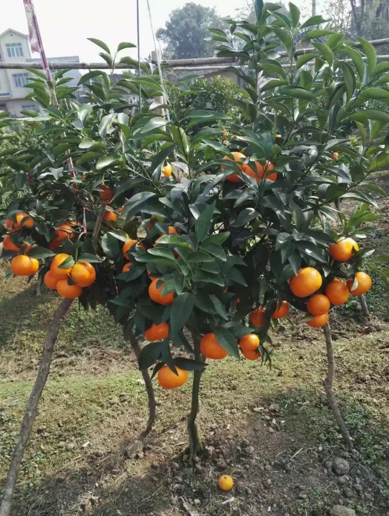 柑桔苗沃柑杯苗沃柑营养袋苗无核沃柑苗沃柑移栽苗沃柑树