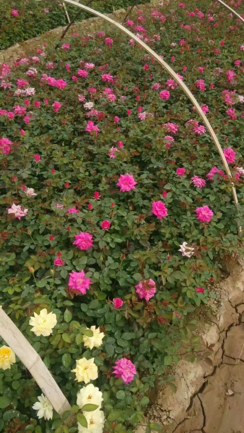 月季苗，现挖现发保障质量