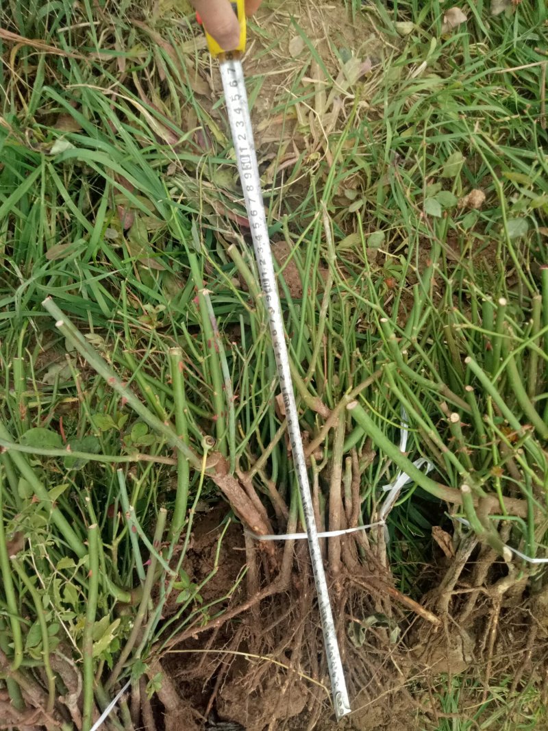 月季苗，现挖现发保障质量
