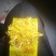 黄山金丝皇菊