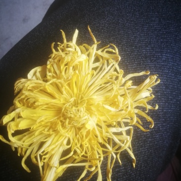 黄山金丝皇菊