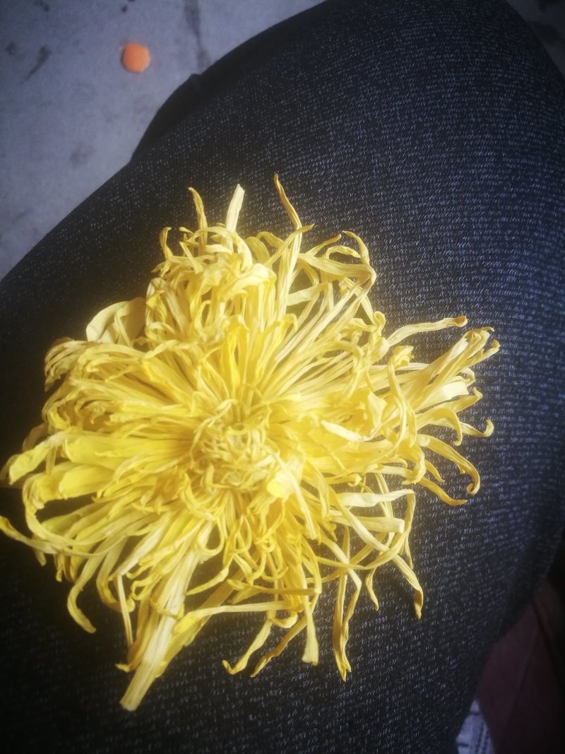 黄山金丝皇菊