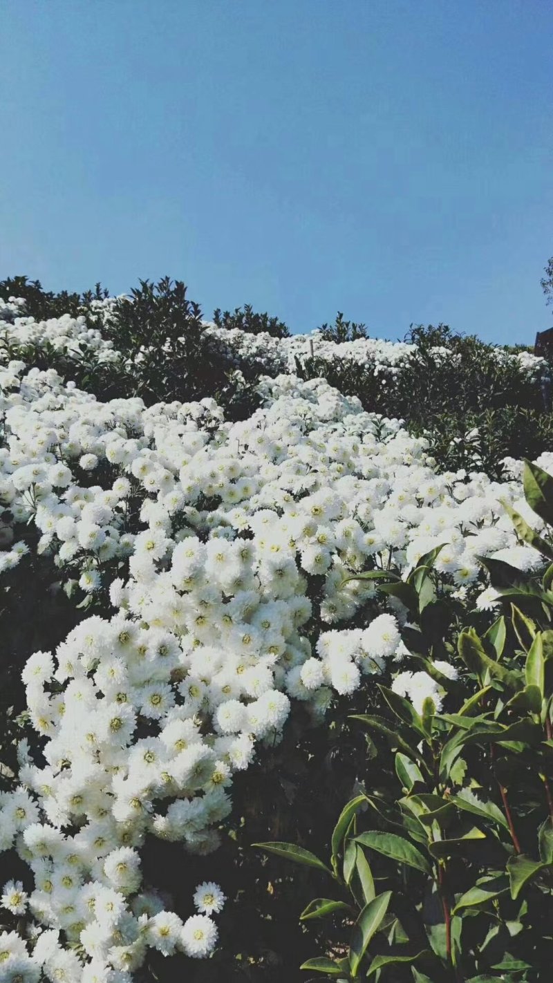 黄山白贡菊，俗称杭白菊