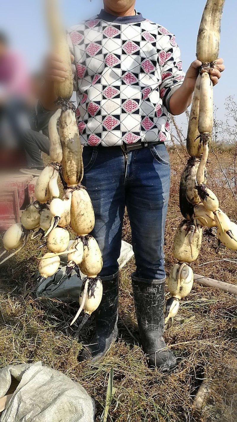 陕西黄河摊莲藕