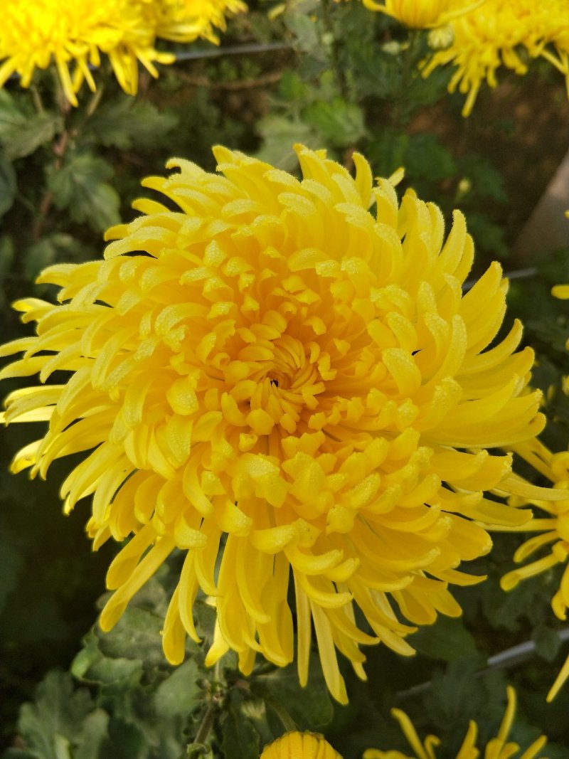 顶头花，富硒金丝黄菊