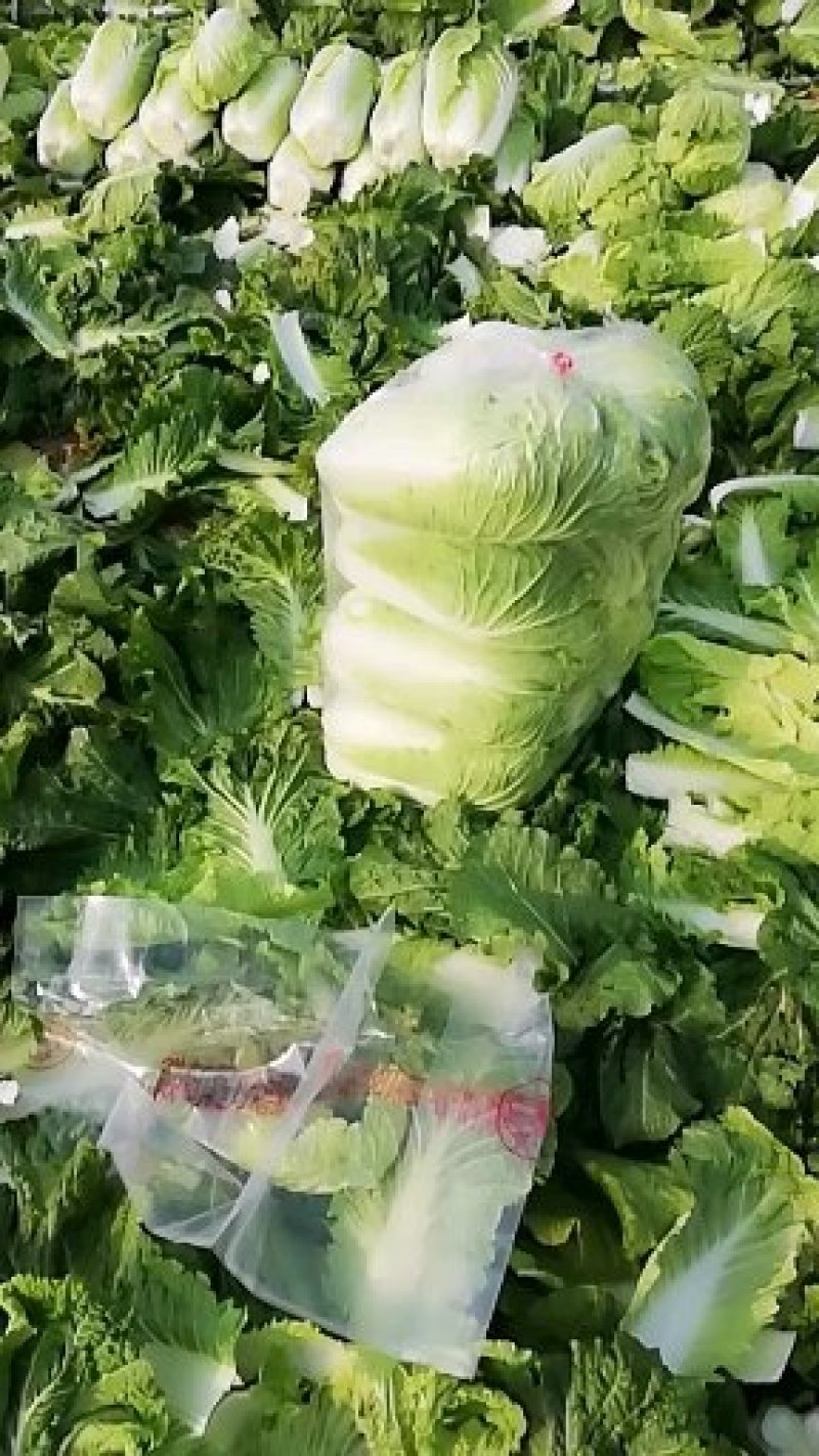 白菜北京三号大量上市欢迎各位老板采购产地直发