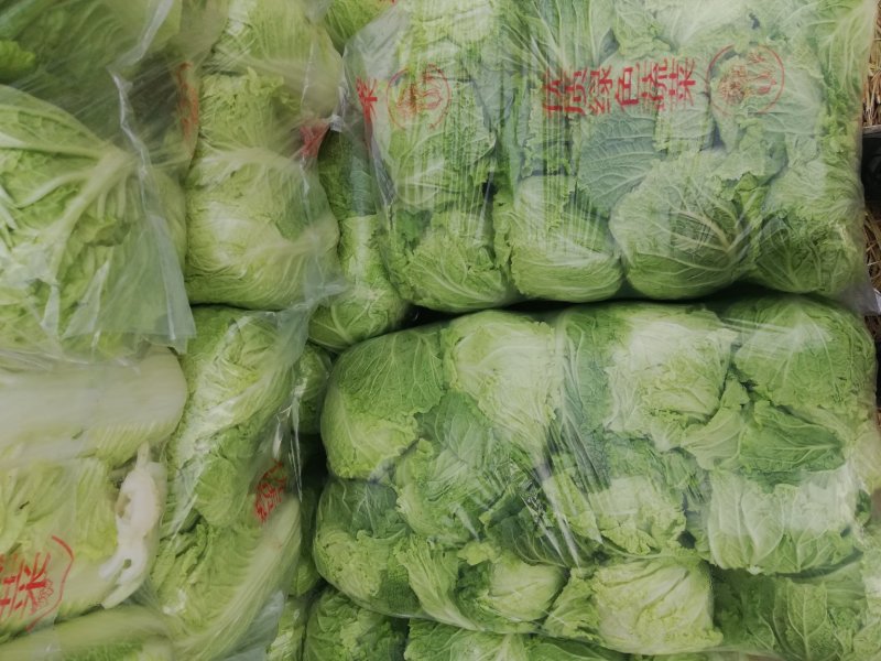 白菜北京三号大量上市欢迎各位老板采购产地直发